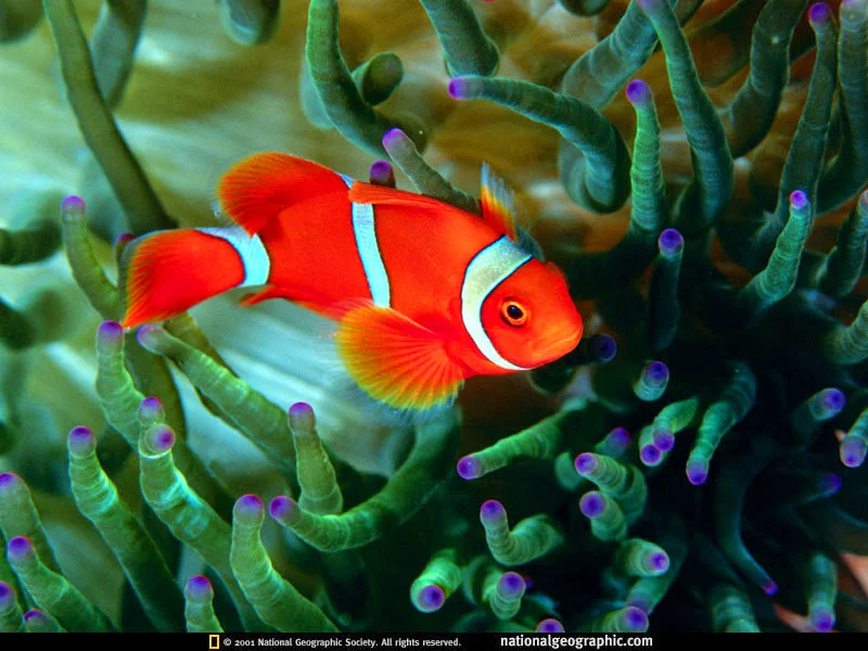 P.S. 108 CAPTAIN VINCENT G. FOWLER